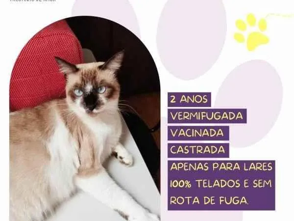 Gato ra a SRD-ViraLata idade 1 ano nome Sabrina