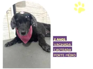 Cachorro raça SRD-ViraLata idade 1 ano nome Neguinha