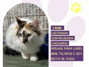 Gato raça SRD-ViraLata idade 1 ano nome Duda