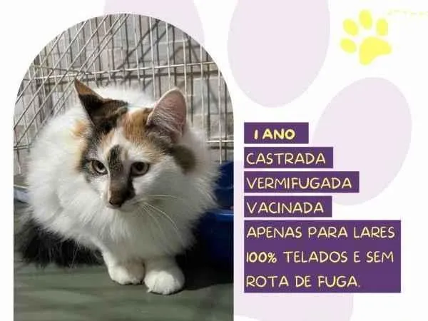 Gato ra a SRD-ViraLata idade 1 ano nome Duda