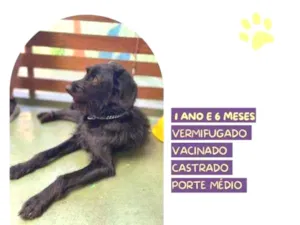 Cachorro raça SRD-ViraLata idade 1 ano nome Nick