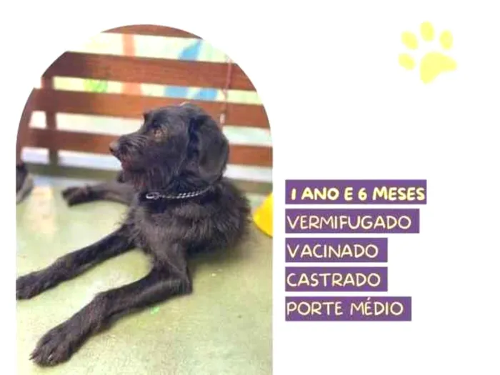 Cachorro ra a SRD-ViraLata idade 1 ano nome Nick