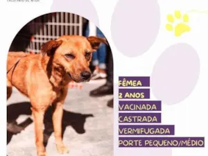 Cachorro raça SRD-ViraLata idade 1 ano nome Luana