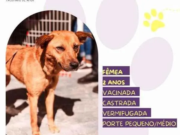 Cachorro ra a SRD-ViraLata idade 1 ano nome Luana