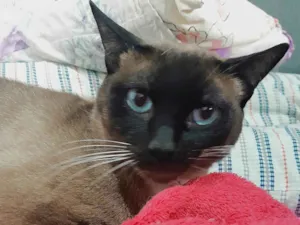 Gato raça SRD-ViraLata idade 3 anos nome Theo