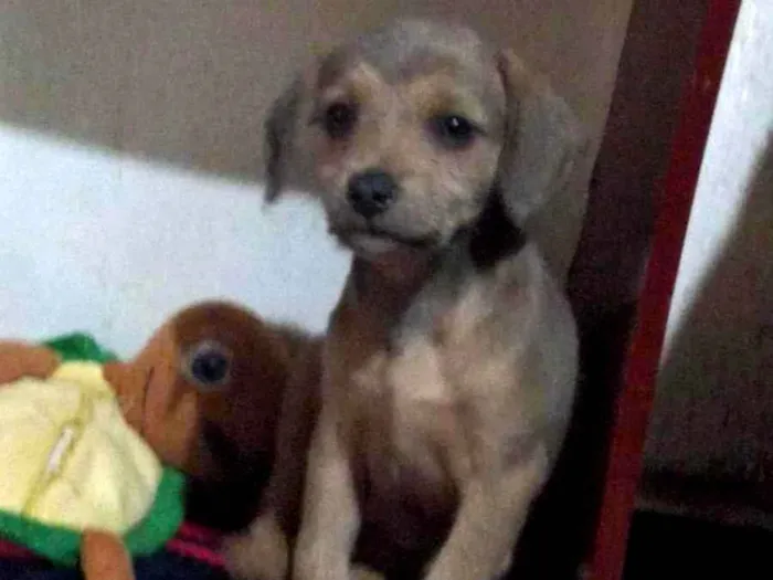 Cachorro ra a SRD-ViraLata idade 2 a 6 meses nome Sem nome ainda