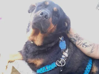 Cachorro raça Rottweiler idade 3 anos nome Brisa 