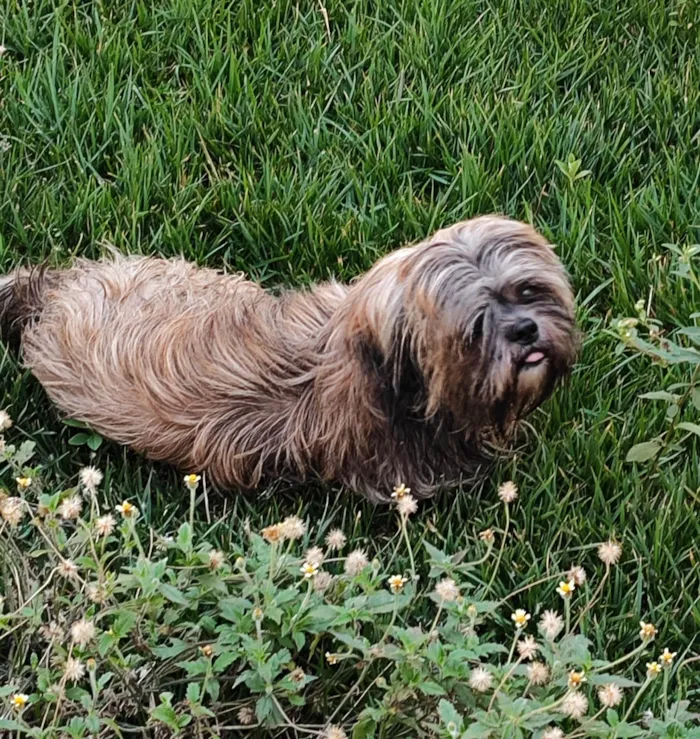 Cachorro ra a Shitzu idade 1 ano nome Não sei 