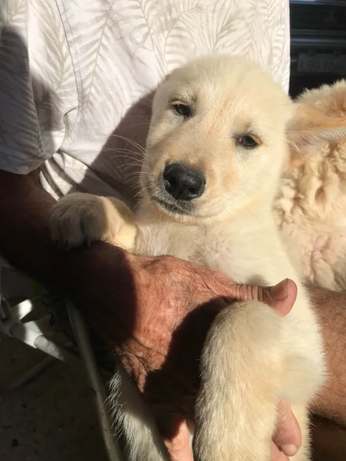 Cachorro ra a SRD-ViraLata idade 2 a 6 meses nome Thor e Diana 