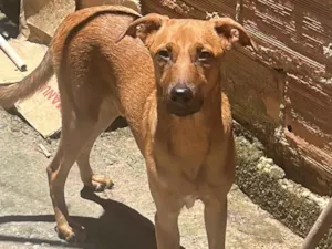 Cachorro raça SRD-ViraLata idade 1 ano nome Caramelo