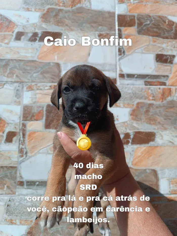 Cachorro ra a SRD-ViraLata idade Abaixo de 2 meses nome Caio 