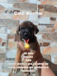 Caio