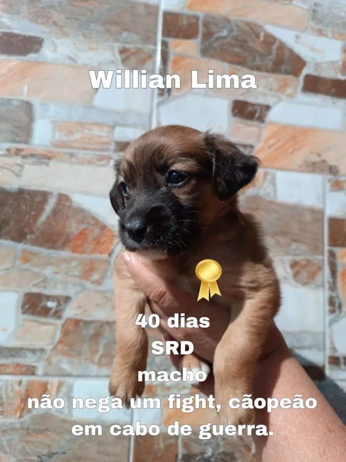 Cachorro ra a SRD-ViraLata idade Abaixo de 2 meses nome William