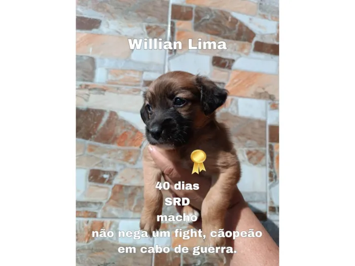 Cachorro ra a SRD-ViraLata idade Abaixo de 2 meses nome William