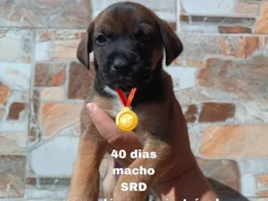 Cachorro raça SRD-ViraLata idade Abaixo de 2 meses nome Caio 