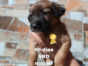 Cachorro raça SRD-ViraLata idade Abaixo de 2 meses nome William