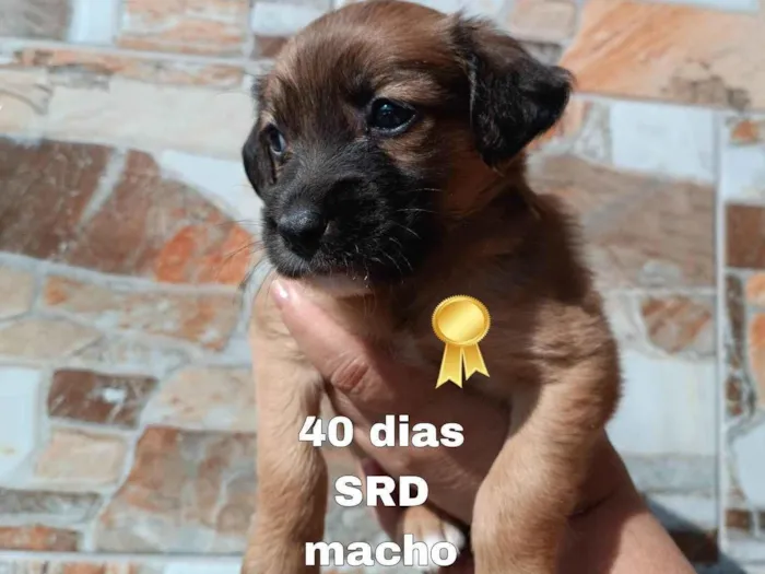 Cachorro ra a SRD-ViraLata idade Abaixo de 2 meses nome William