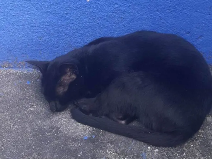 Gato ra a SRD-ViraLata idade 1 ano nome Gigi aurora