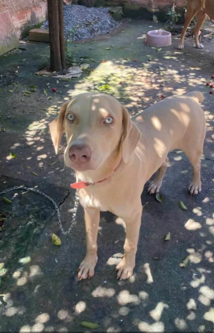 Cachorro ra a Vira lata  idade 2 anos nome Totó 