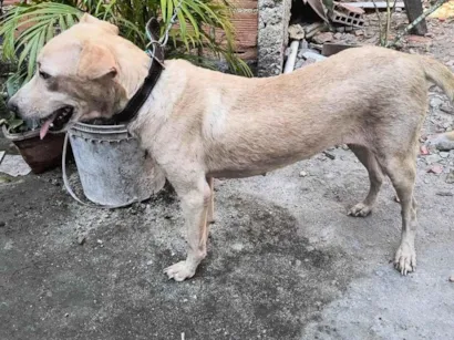 Cachorro raça SRD-ViraLata idade 1 ano nome Fofinha 