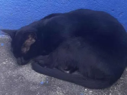 Gato raça SRD-ViraLata idade 1 ano nome Gigi aurora