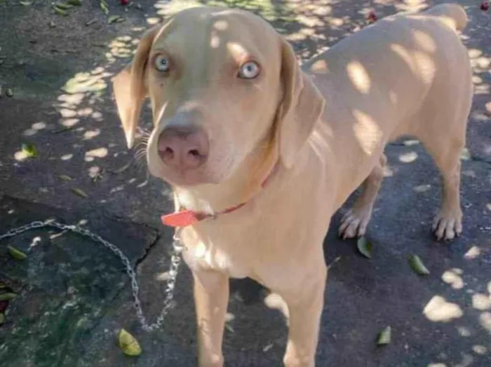 Cachorro ra a Vira lata  idade 2 anos nome Totó 