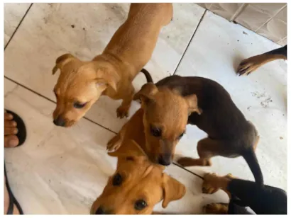 Cachorro raça SRD-ViraLata idade 2 a 6 meses nome Luana Cardoso 