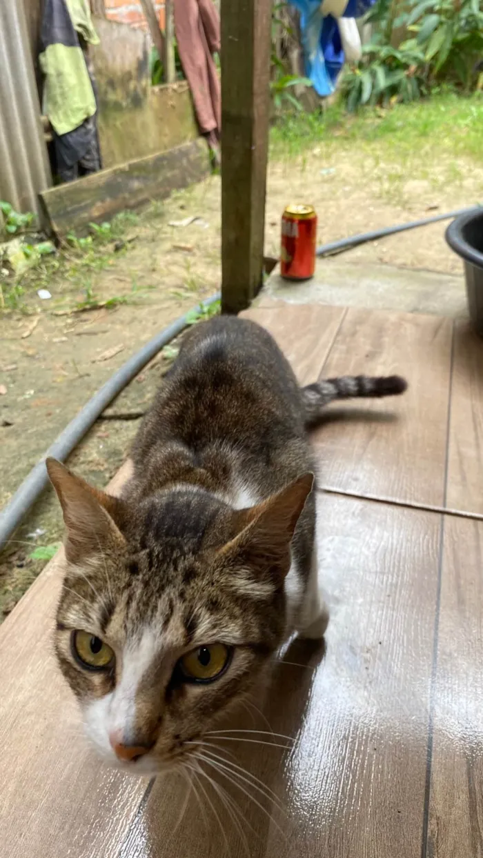 Gato ra a Exótico idade 1 ano nome Gata dócil 