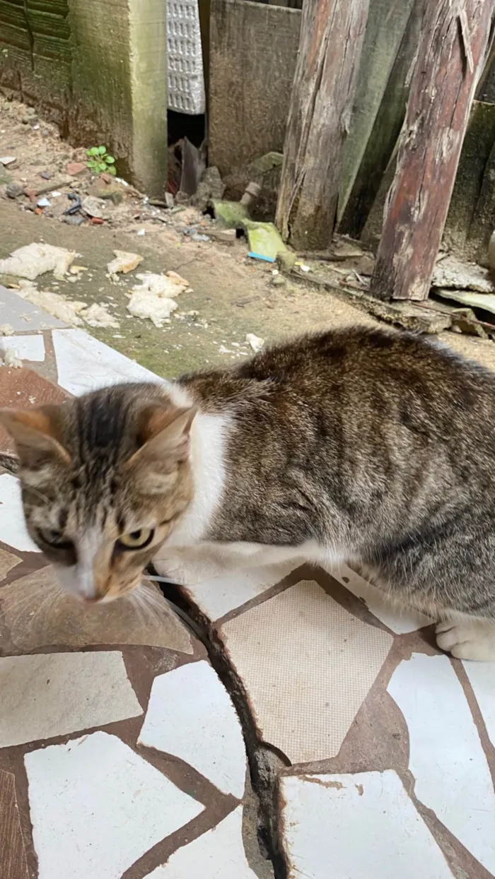 Gato ra a Exótico idade 1 ano nome Gata dócil 