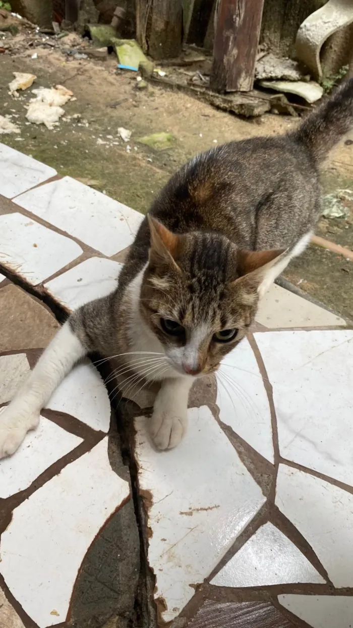 Gato ra a Exótico idade 1 ano nome Gata dócil 