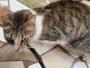 Gato raça Exótico idade 1 ano nome Gata dócil 