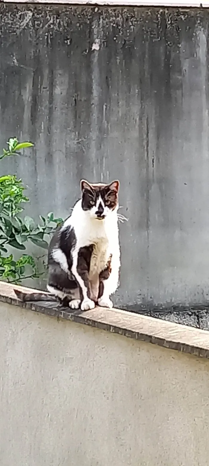 Gato ra a SRD-ViraLata idade 4 anos nome Godo