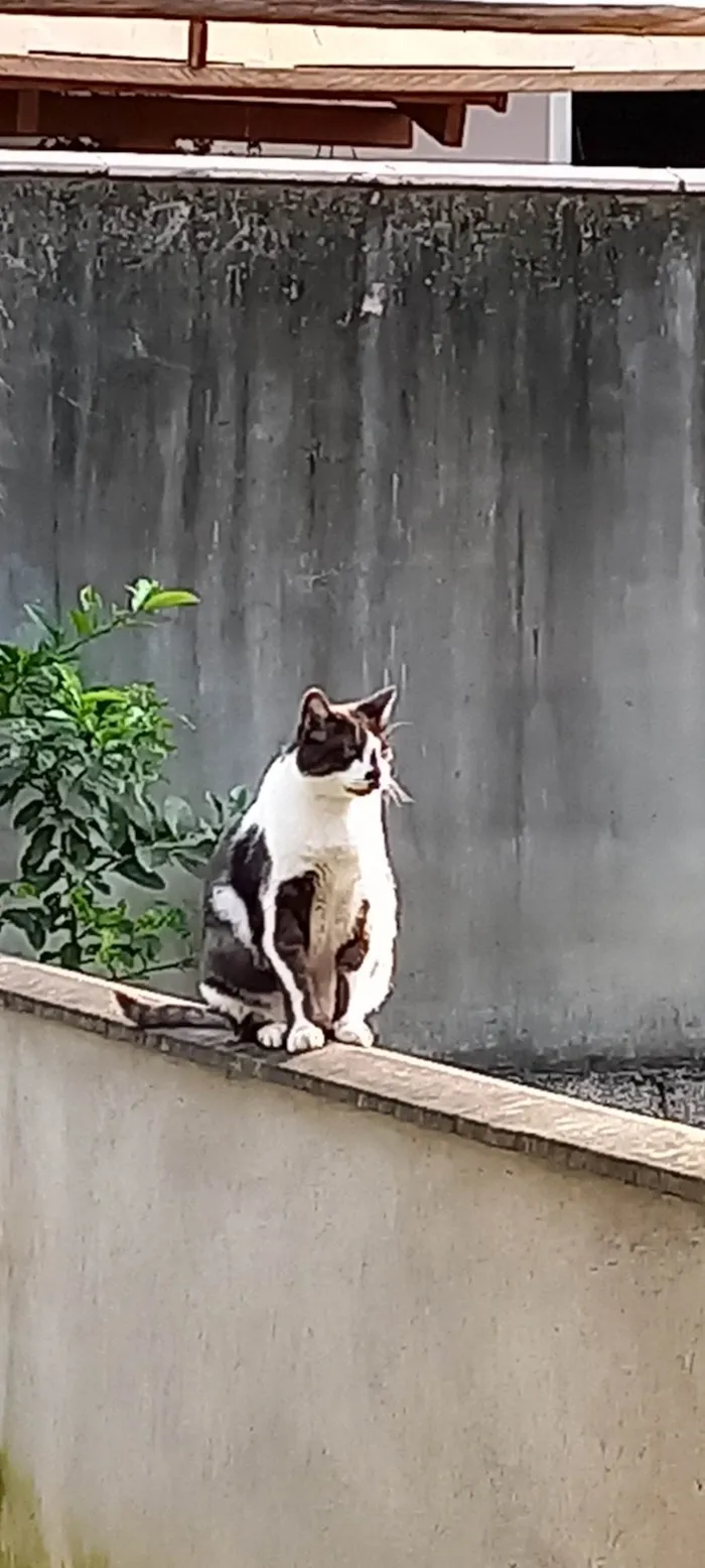 Gato ra a SRD-ViraLata idade 4 anos nome Godo