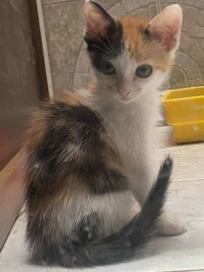 Gato ra a Exótico idade 2 a 6 meses nome Ana Julïete Lïma