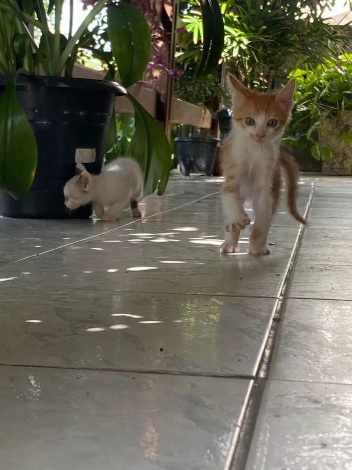 Gato ra a Exótico idade 2 a 6 meses nome Ana Julïete Lïma