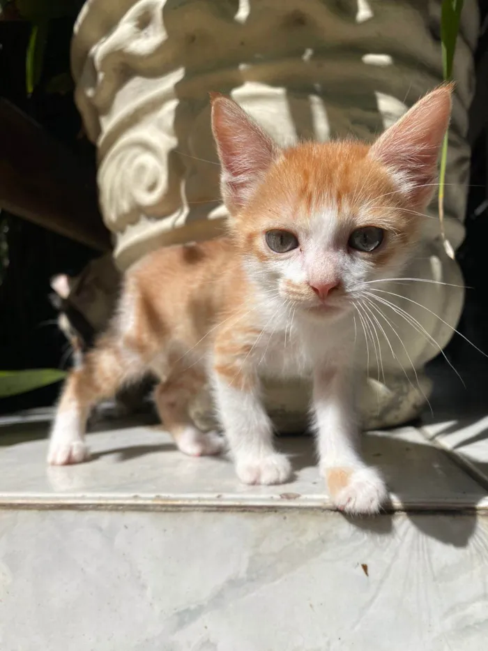 Gato ra a Exótico idade 2 a 6 meses nome Ana Julïete Lïma