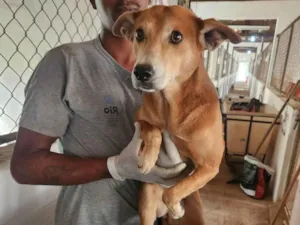 Cachorro raça SRD-ViraLata idade 3 anos nome Tita