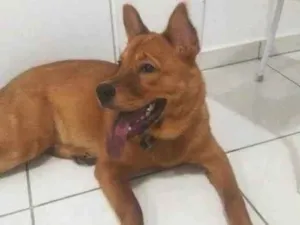 Cachorro raça Chow Chow idade 2 anos nome Maya