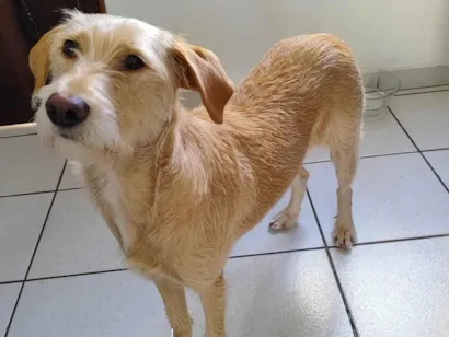 Cachorro raça SRD-ViraLata idade 2 anos nome Ariel