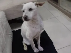 Cachorro raça SRD-ViraLata idade 6 ou mais anos nome Agostinho