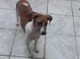 ESTRELA