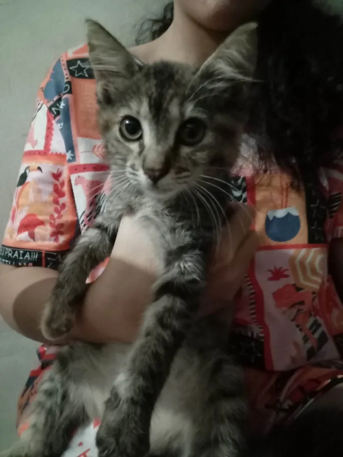 Gato ra a Exótico idade 2 a 6 meses nome Meg 