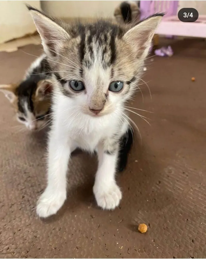 Gato ra a SRD-ViraLata idade 2 a 6 meses nome Sem nome 