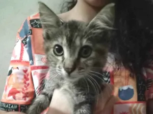 Gato raça Exótico idade 2 a 6 meses nome Meg 