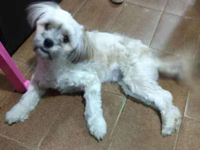 Cachorro raça Lhasa Apso idade 6 ou mais anos nome Kiara