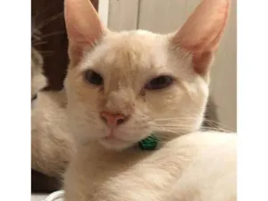 Gato raça SRD-ViraLata idade 7 a 11 meses nome Ninho