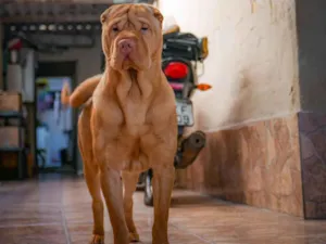 Cachorro raça Shar Pei idade 2 a 6 meses nome Kobe