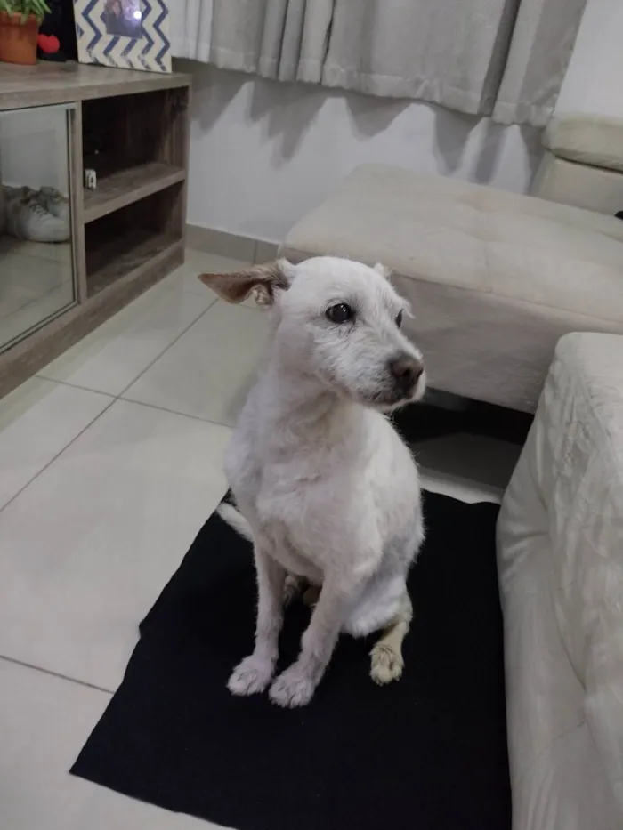 Cachorro ra a SRD-ViraLata idade 6 ou mais anos nome Agostinho 