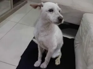 Cachorro raça SRD-ViraLata idade 6 ou mais anos nome Agostinho 