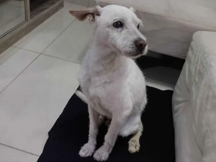 Cachorro ra a SRD-ViraLata idade 6 ou mais anos nome Agostinho 